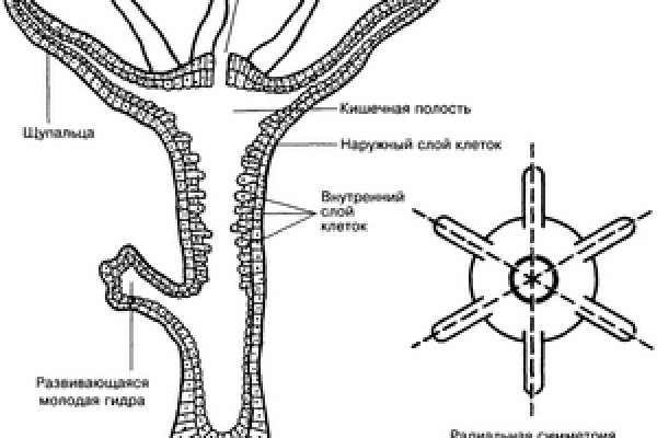 Пользователь не найден кракен