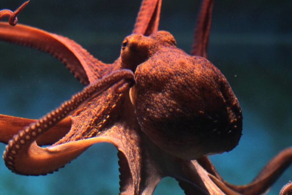 Kraken 26at